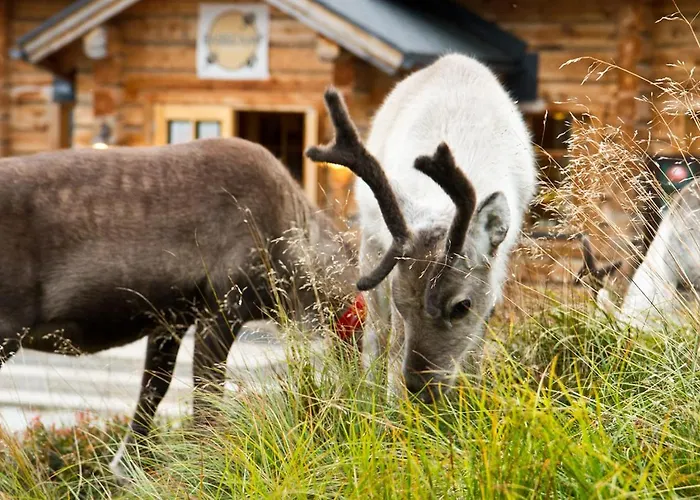 Basecamp Oulanka 度假居 *